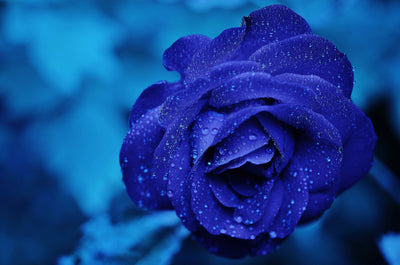 BLUE WEDDING TRENDS