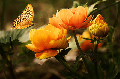 ORANGE WEDDING TRENDS