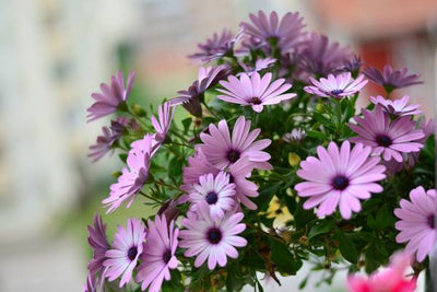 PURPLE WEDDING TRENDS