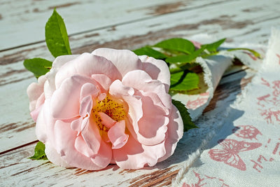 SUMMER WEDDING TRENDS